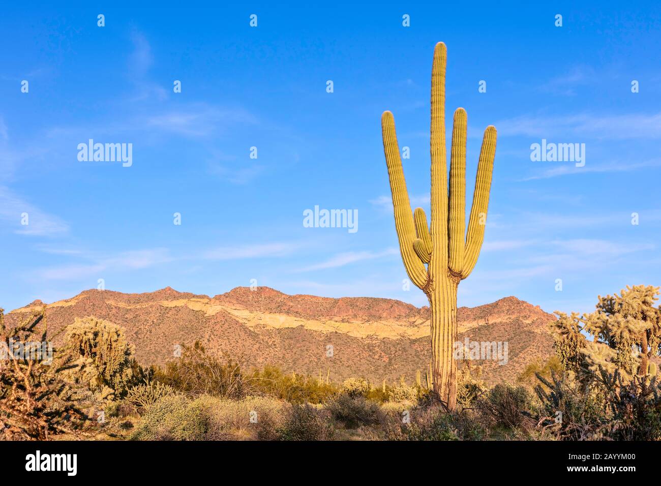 Saguaro-Kaktus und Sonoran-Wüste in Arizona Stockfoto