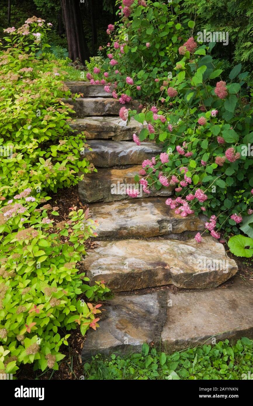 Natursteinstufen mit Pink Spiraea Spirea und Hydrangea macrophylla