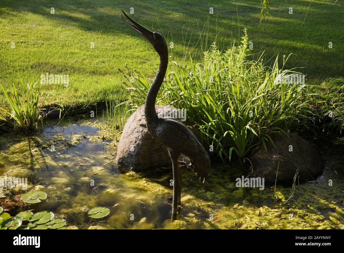 Algen chlorophyta Fotos und Bildmaterial in hoher Auflösung Alamy