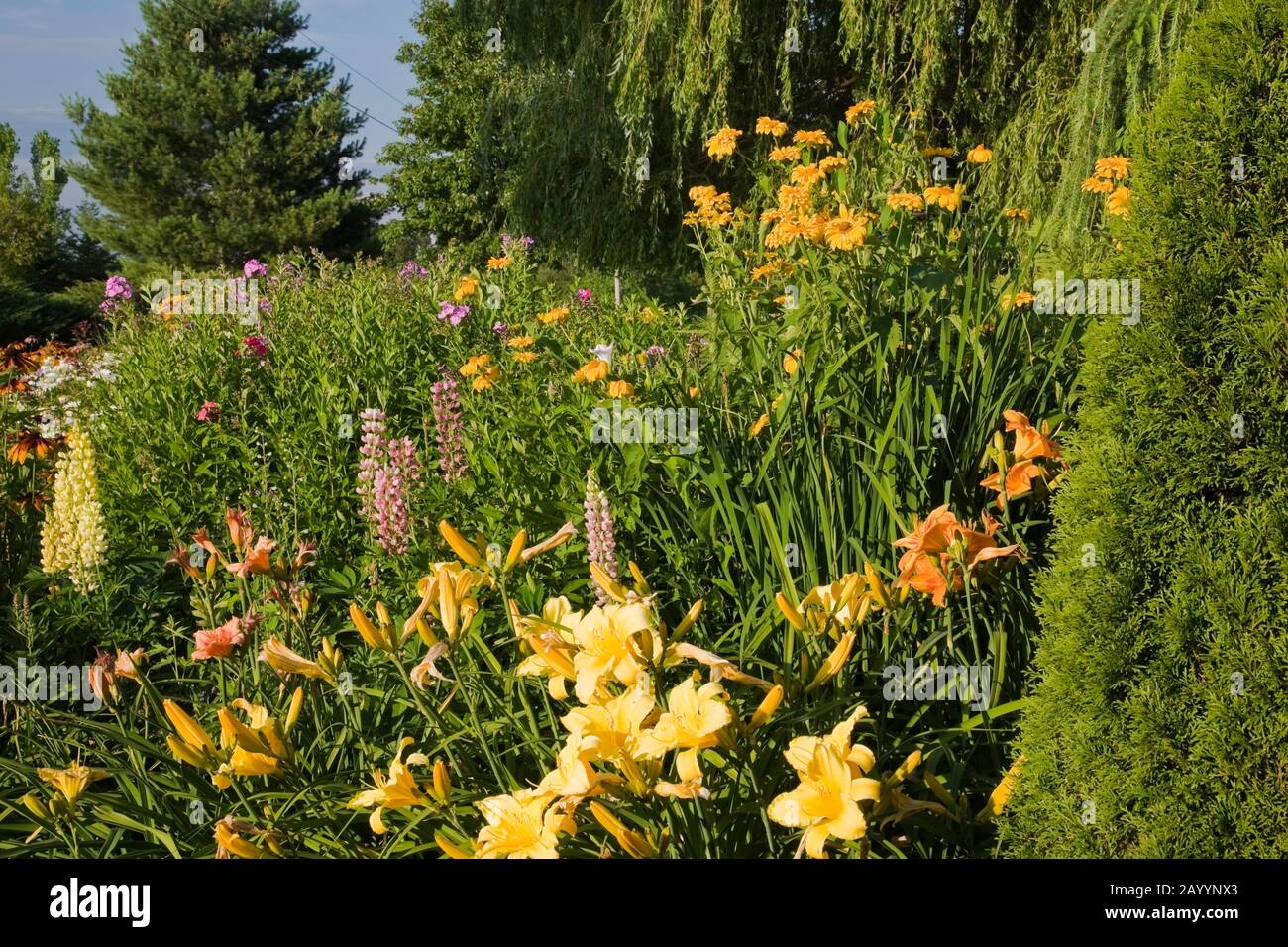 Gelber baum lupine Fotos und Bildmaterial in hoher Auflösung Alamy
