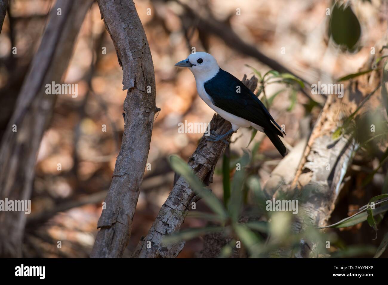 Weißköpfige Vanga (Artamella viridis) am Kirindy Forest Reserve, das in der Nähe von Morondava, dem westlichen Madagaskar, liegt. Stockfoto