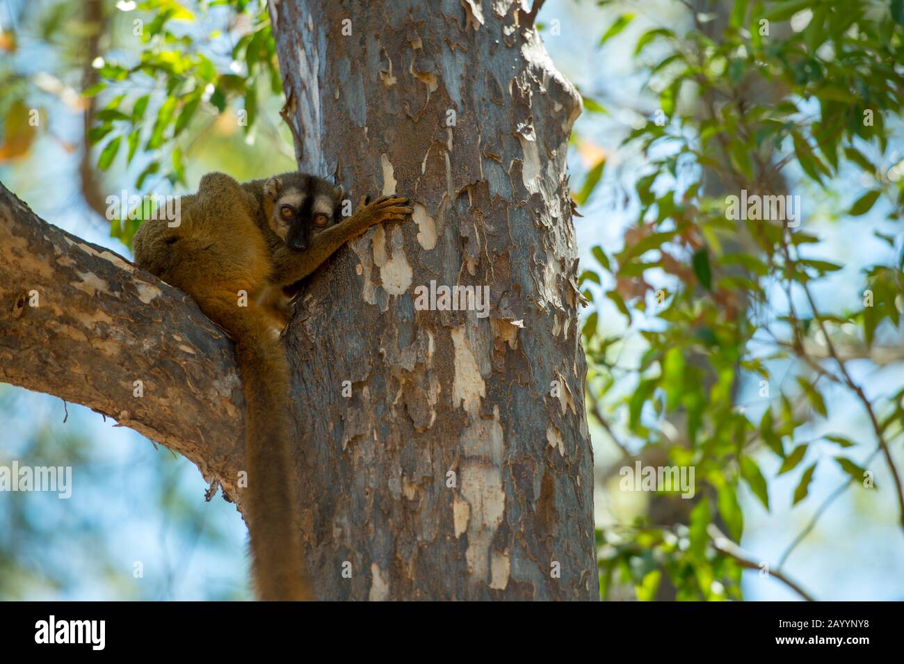 Rotstirniger Braunlemur (Eulenmur rufus) am Kirindy Forest Reserve, das in der Nähe von Morondava, dem westlichen Madagaskar, liegt. Stockfoto