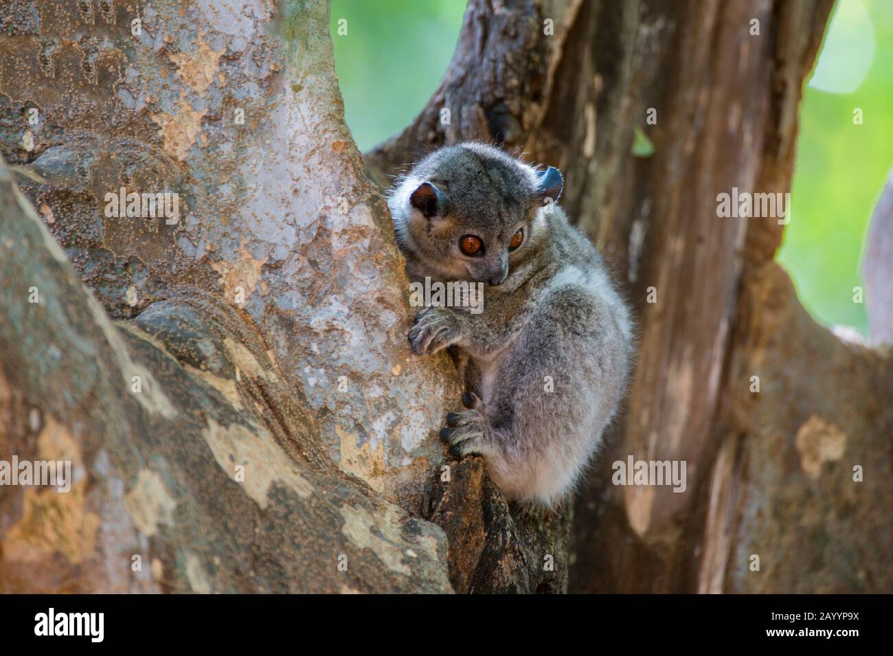 Ein nächtlicher, weißfußiger Sportive (Lepilemur leucopus), der tagsüber im Berenty-Reservat im Süden von Madagaskar im Baum ruht. Stockfoto