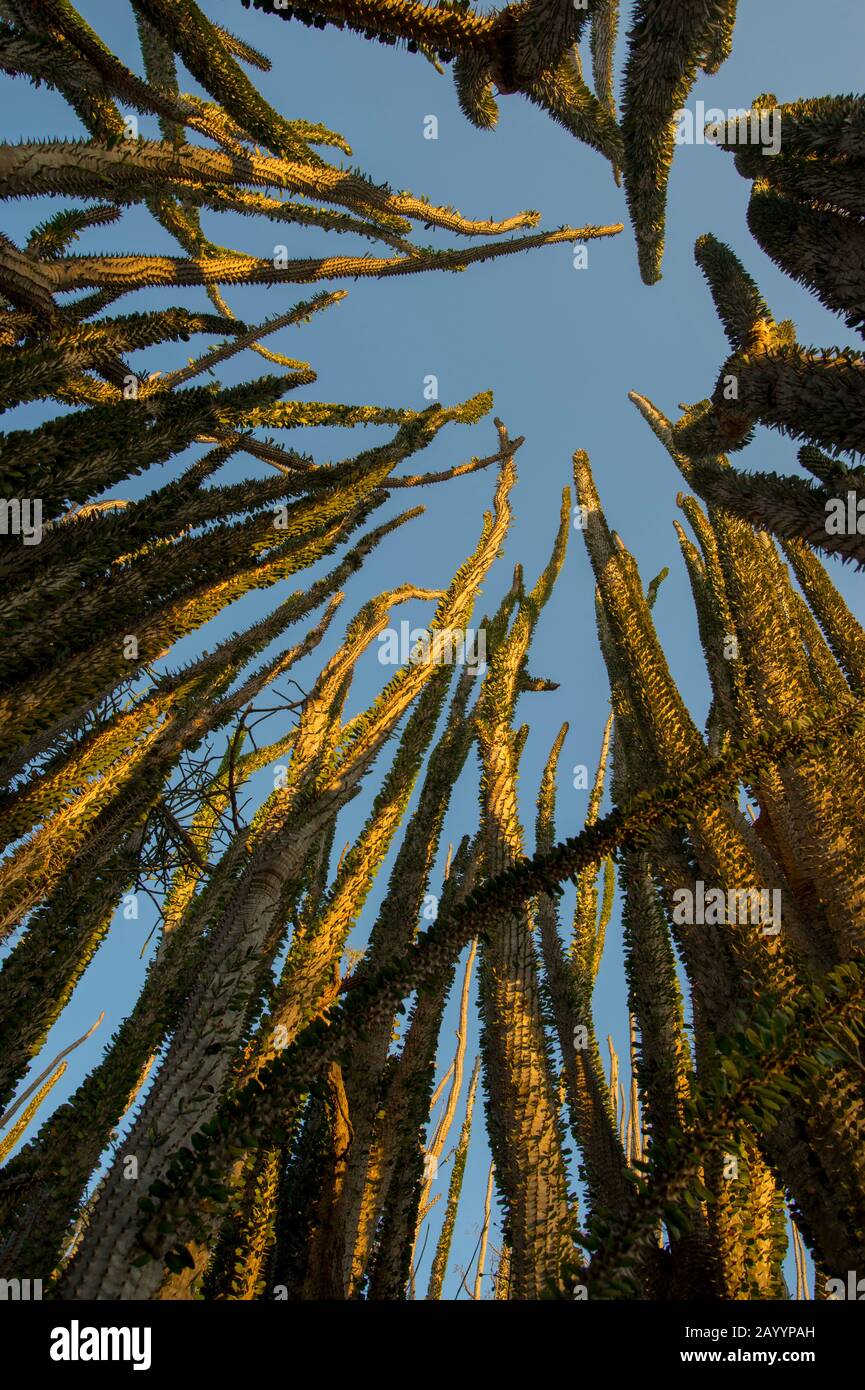 Stachelwald mit Alluaudia procera in der Nähe Des Berenty-Reservats im Süden von Madagaskar. Stockfoto