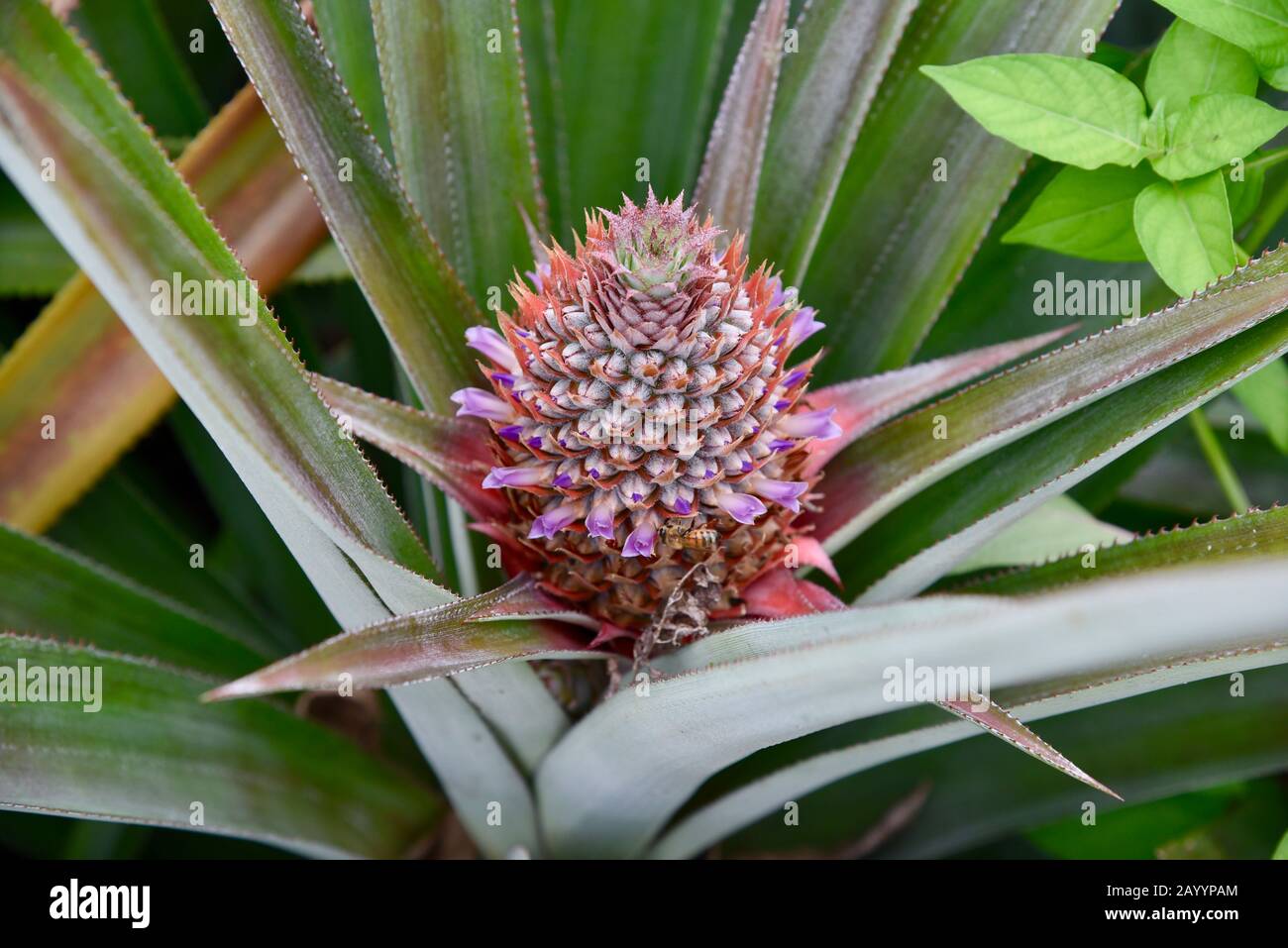 Blühende Ananaspflanze mit einer jungen Ananas, die zu wachsen beginnt. Stockfoto