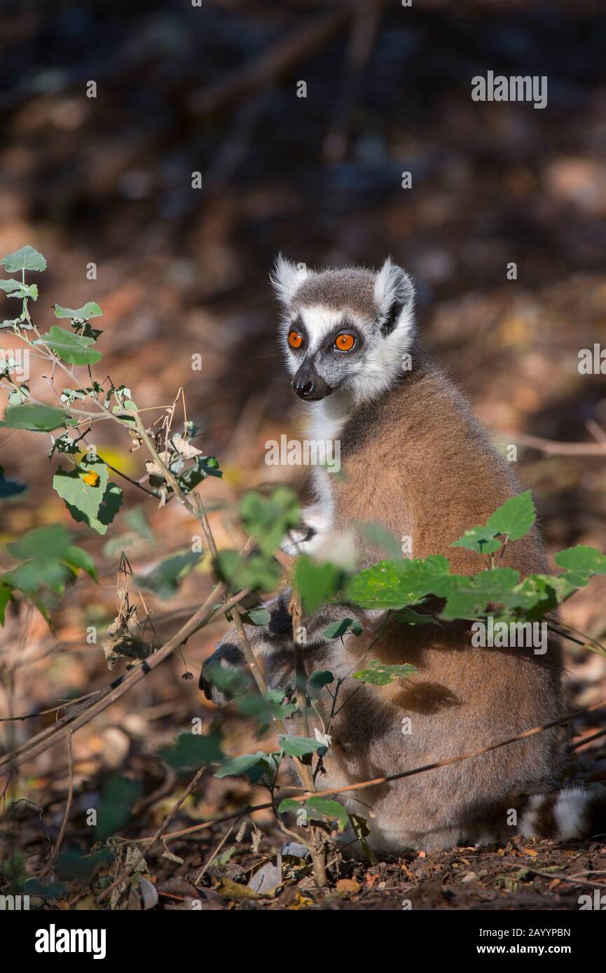 Ringschweinlemur (Lemur catta) im Berenty-Reservat im Süden von Madagaskar. Stockfoto