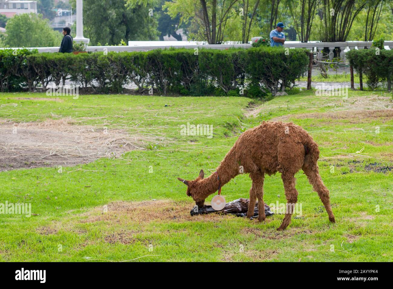 Llama mit ihrem frisch neugeborenen Kalb in einem Park in Arequipa, Peru. Stockfoto