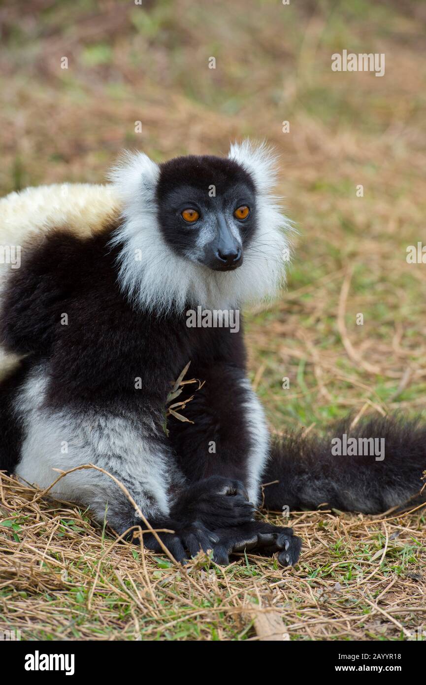 Schwarz-weiß gefellter Lemur (Varecia variegata) auf der Insel Lemur in der Nähe der Vakona Lodge, Perinet Reserve, Madagaskar. Stockfoto