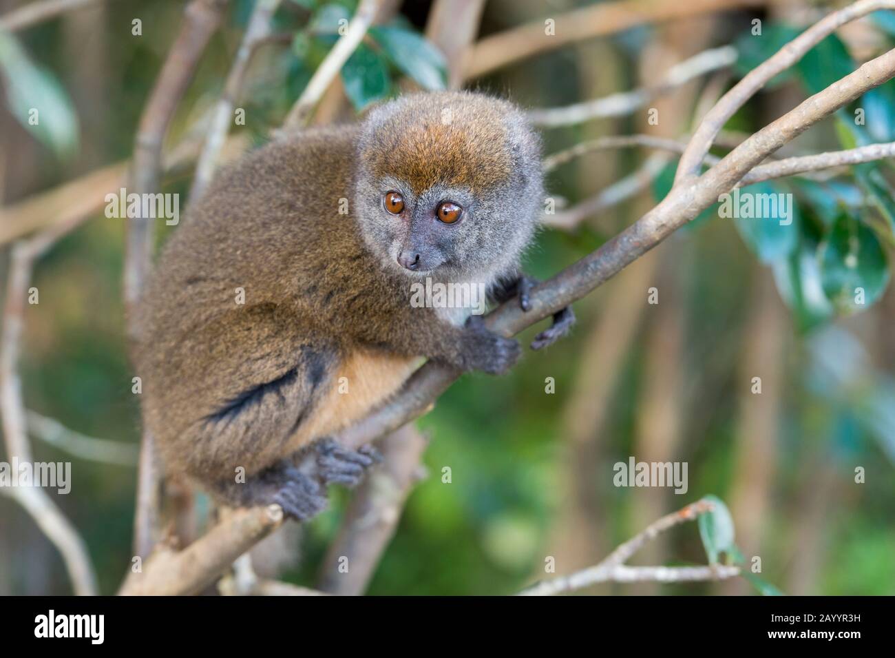 Ostgrauer Bambuslemur (Hapalemur griseus), auf der Insel Lemur in der Nähe der Vakona Lodge, Perinet Reserve, Madagaskar. Stockfoto