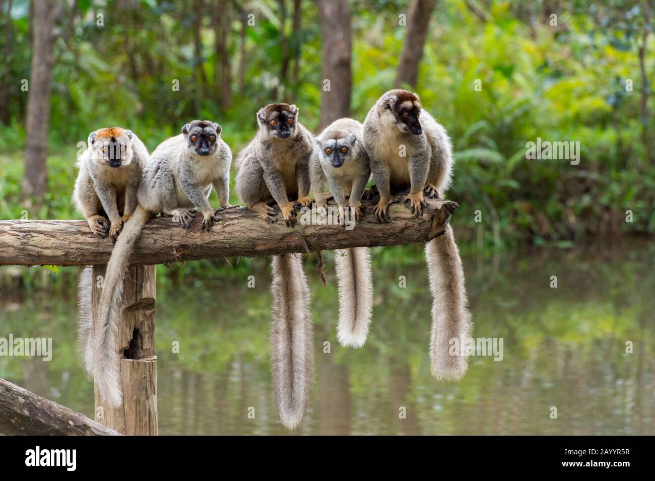 Rotgefrandete braune Lemuren (Eulenmur rufifrons) auf Log, Lemur Island bei Perinet Reserve, Madagaskar. Stockfoto