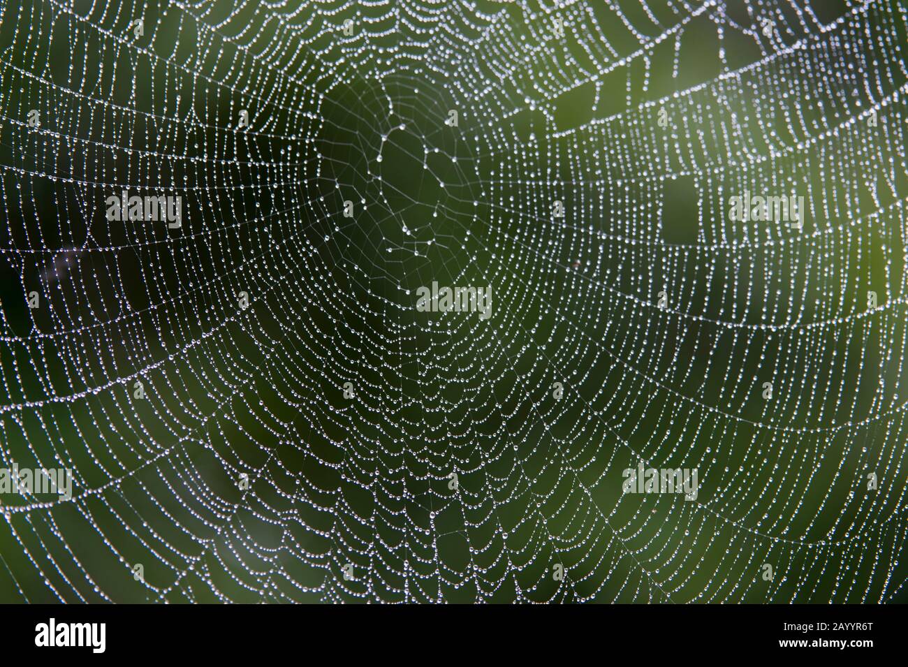 Spinnennetz mit Wassertropfen nach Regen im Perinet-Reservat, Madagaskar. Stockfoto