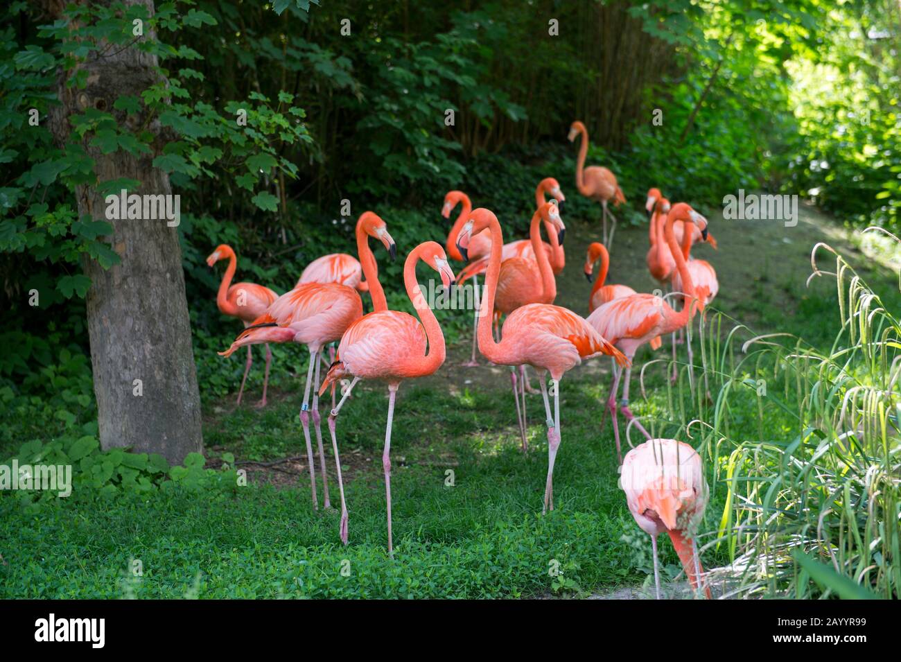 Flamingos im Zoo Schönbrunn in Wien, Österreich. Stockfoto