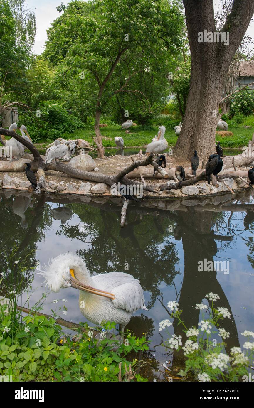 Dalmatiner Pelikan (Pelecanus crispus) im Zoo Schönbrunn in Wien, Österreich. Stockfoto