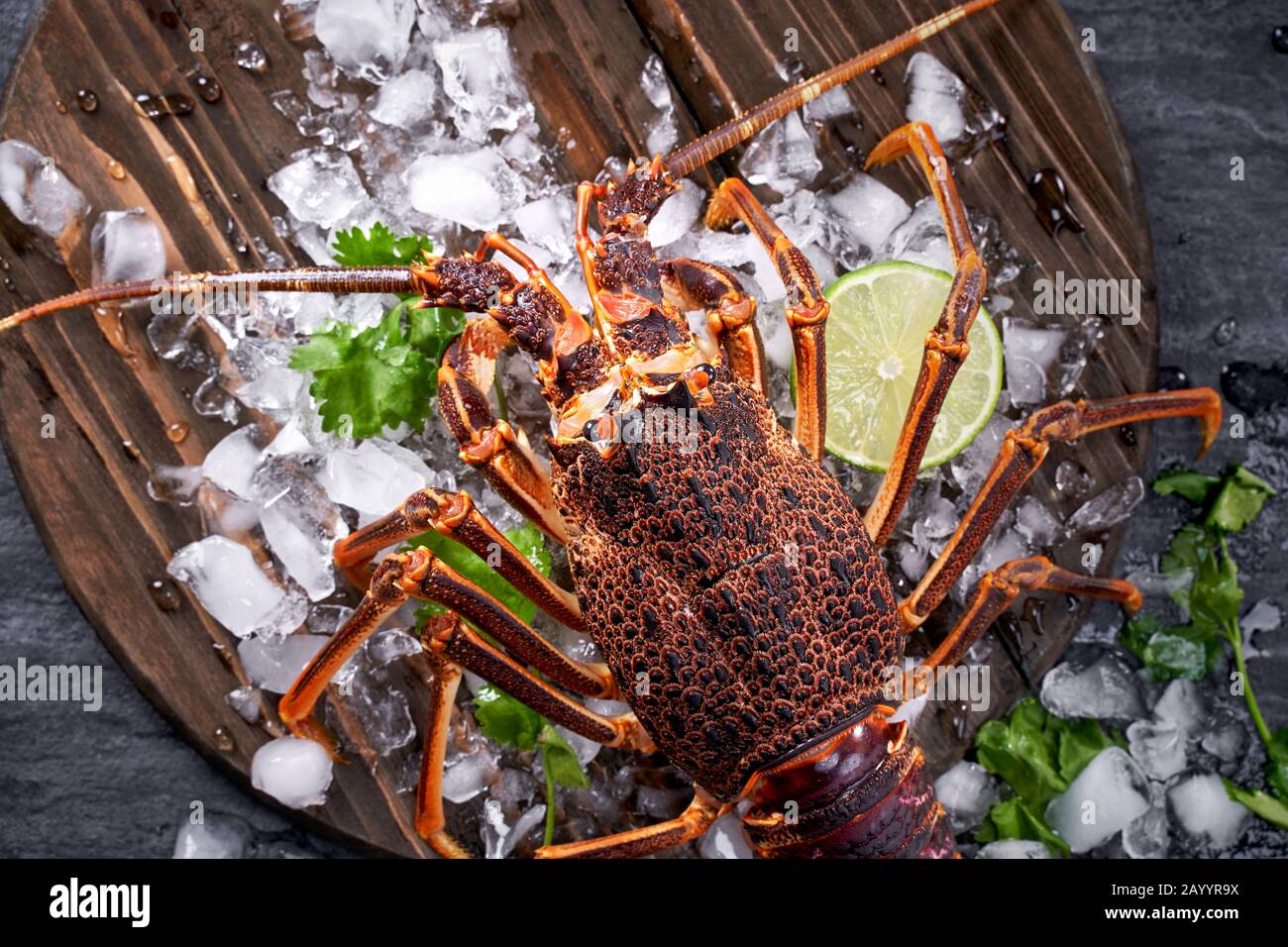 Roher frischer Cape Rock Hummer, West Coast Rock Hummer, Jasus lalandii auf dunklem Schiefergrund mit kalten Eiswürfeln, Draufsicht, flacher Lay, Overhead-Shot Stockfoto