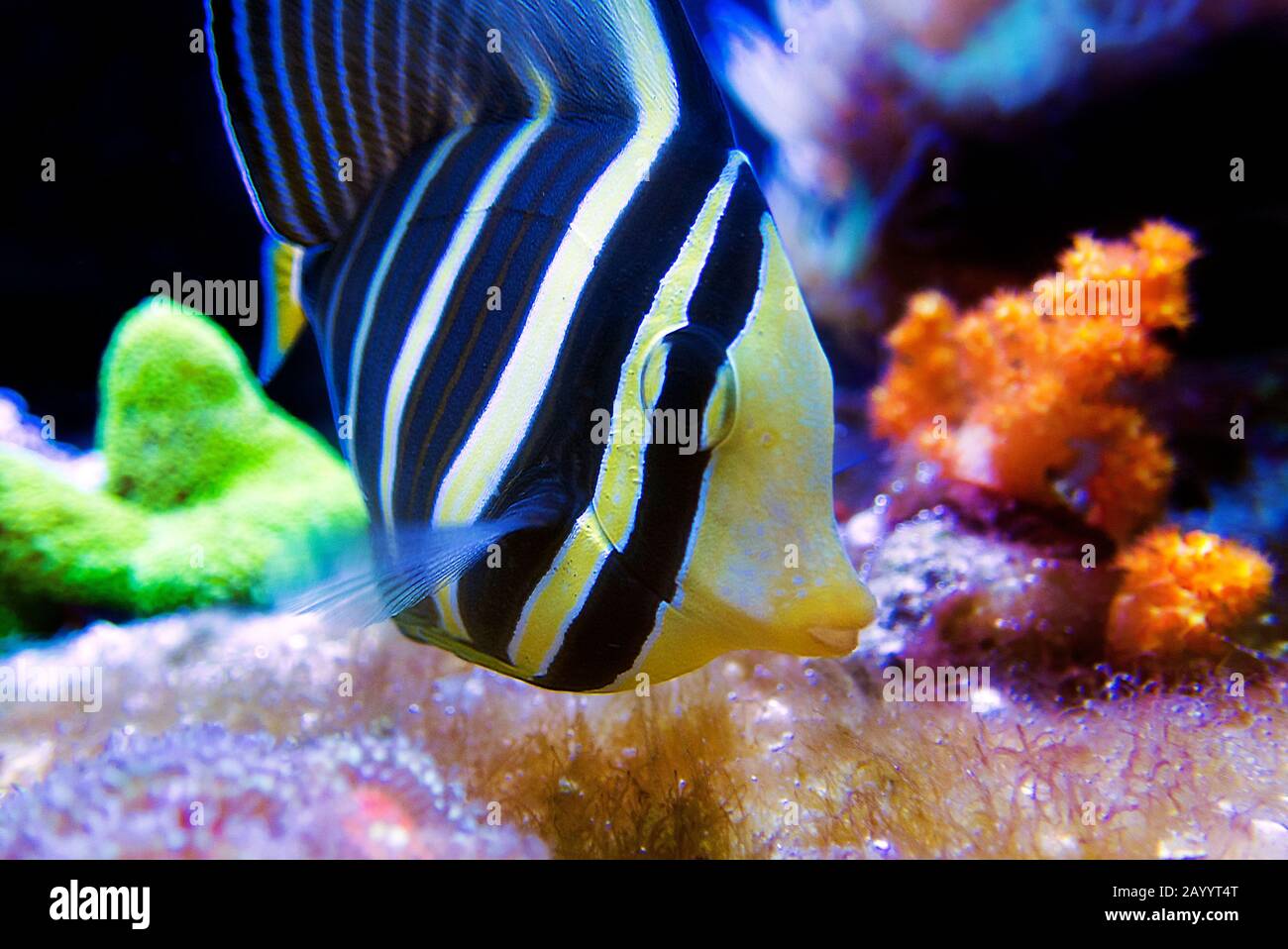 Sailfin Tang Fische Zebrasoma veliferum - () Stockfoto