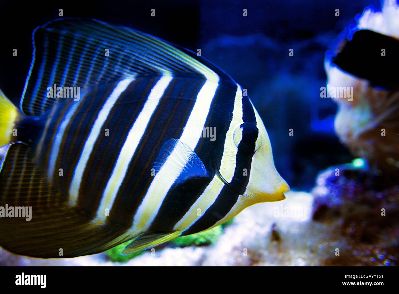 Sailfin Tang Fische Zebrasoma veliferum - () Stockfoto