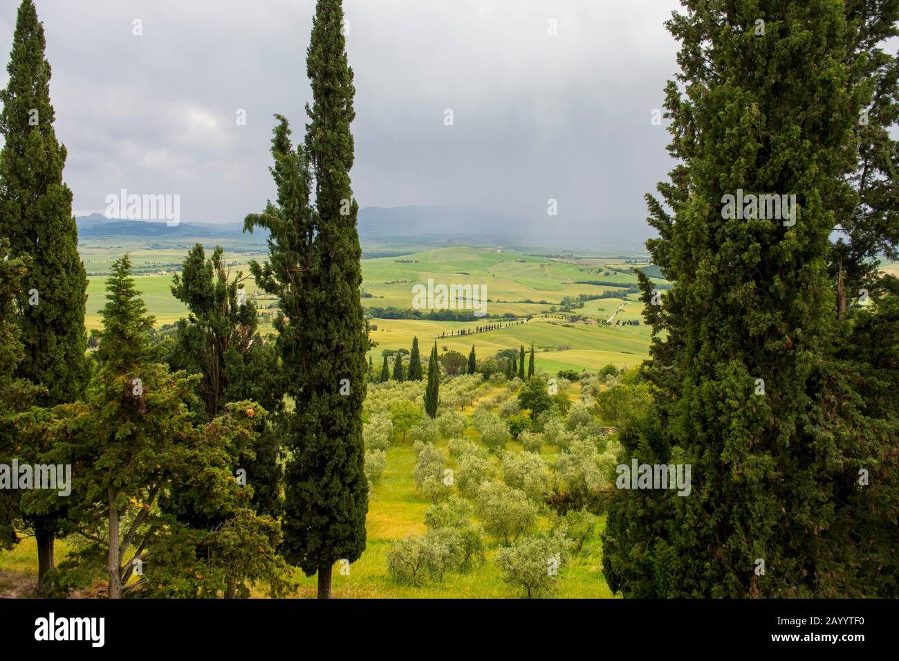 Blick auf das Val d'Orcia bei Pienza mit italienischen Zypressenbäumen (Cupressus sempervirens) und Olivenbäumen, Toskana, Italien. Stockfoto