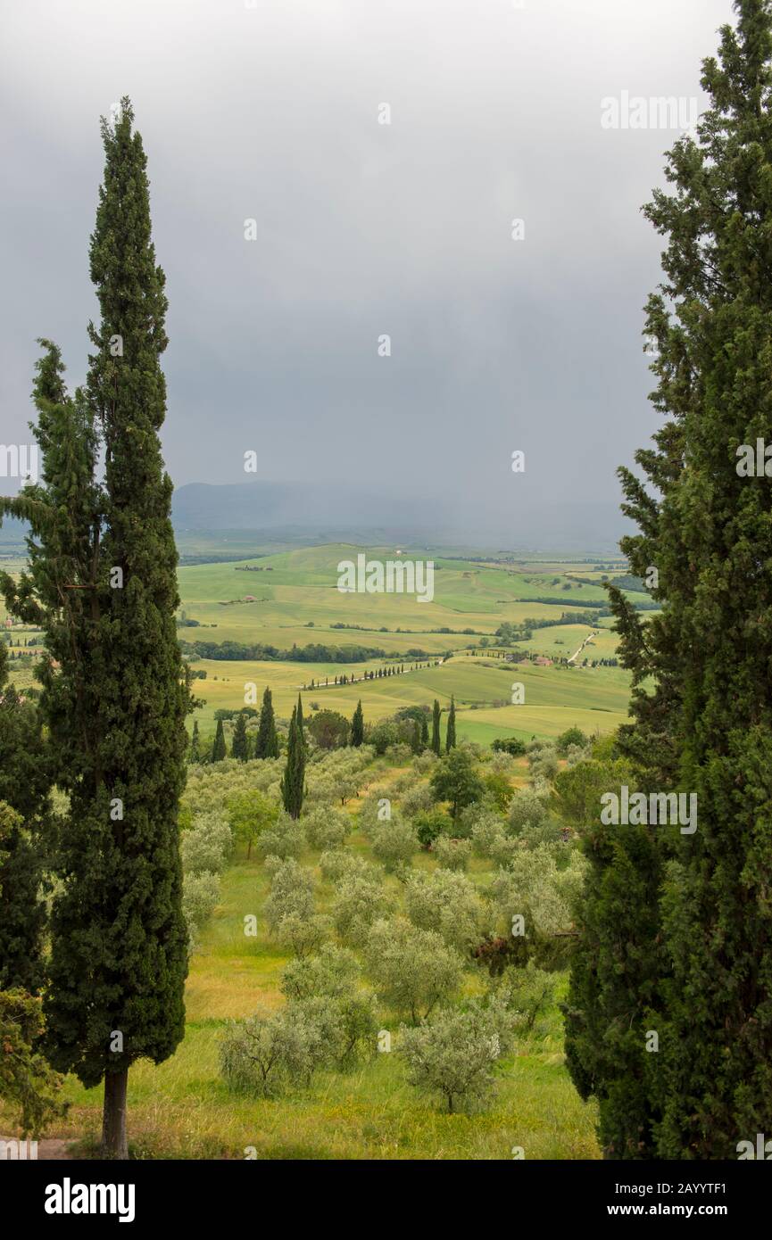 Blick auf das Val d'Orcia bei Pienza mit italienischen Zypressenbäumen (Cupressus sempervirens) und Olivenbäumen, Toskana, Italien. Stockfoto