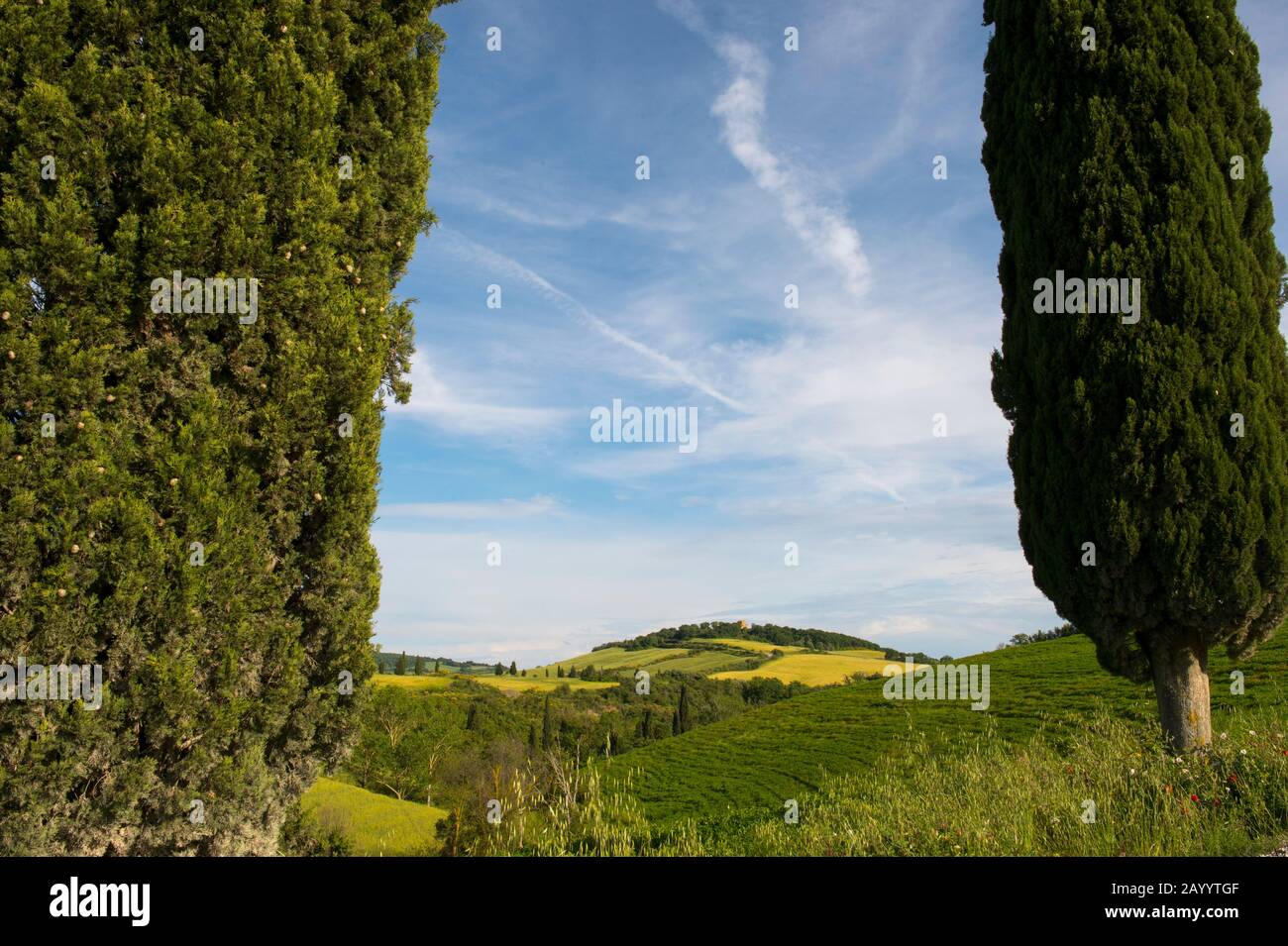 Landschaft mit italienischen Zypressenbäumen (Cupressus sempervirens) im Val d'Orcia bei Pienza in der Toskana, Italien. Stockfoto