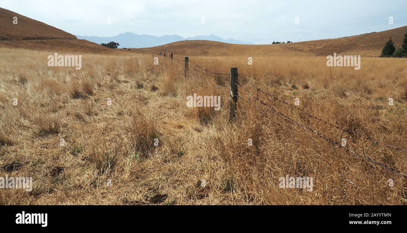 Auf der Kaikoura Peninsula Track, während eines sehr trockenen Sommers 2020, mit Blick nach Westen zum Seaward Kaikouras in der Ferne Stockfoto