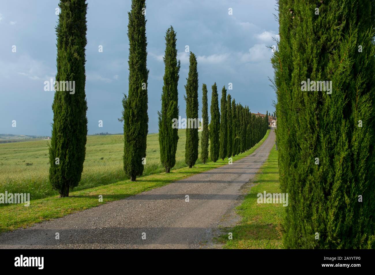 Schotterstraße zum Bauernhaus, flankiert von italienischen Zypressenbäumen (Cupressus sempervirens) in der Nähe von San Quirico im Val d'Orcia bei Pienza in der Toskana, Stockfoto