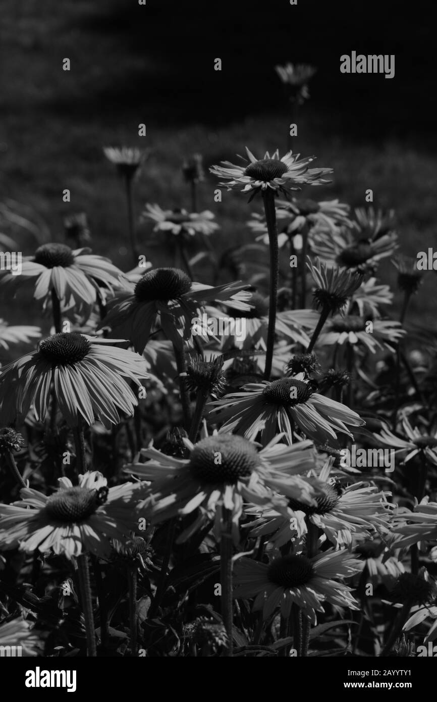 Dramatische Nahaufnahme Schöner Blumen Vor Defokussierten Hintergrund In Schwarzweiß Stockfoto