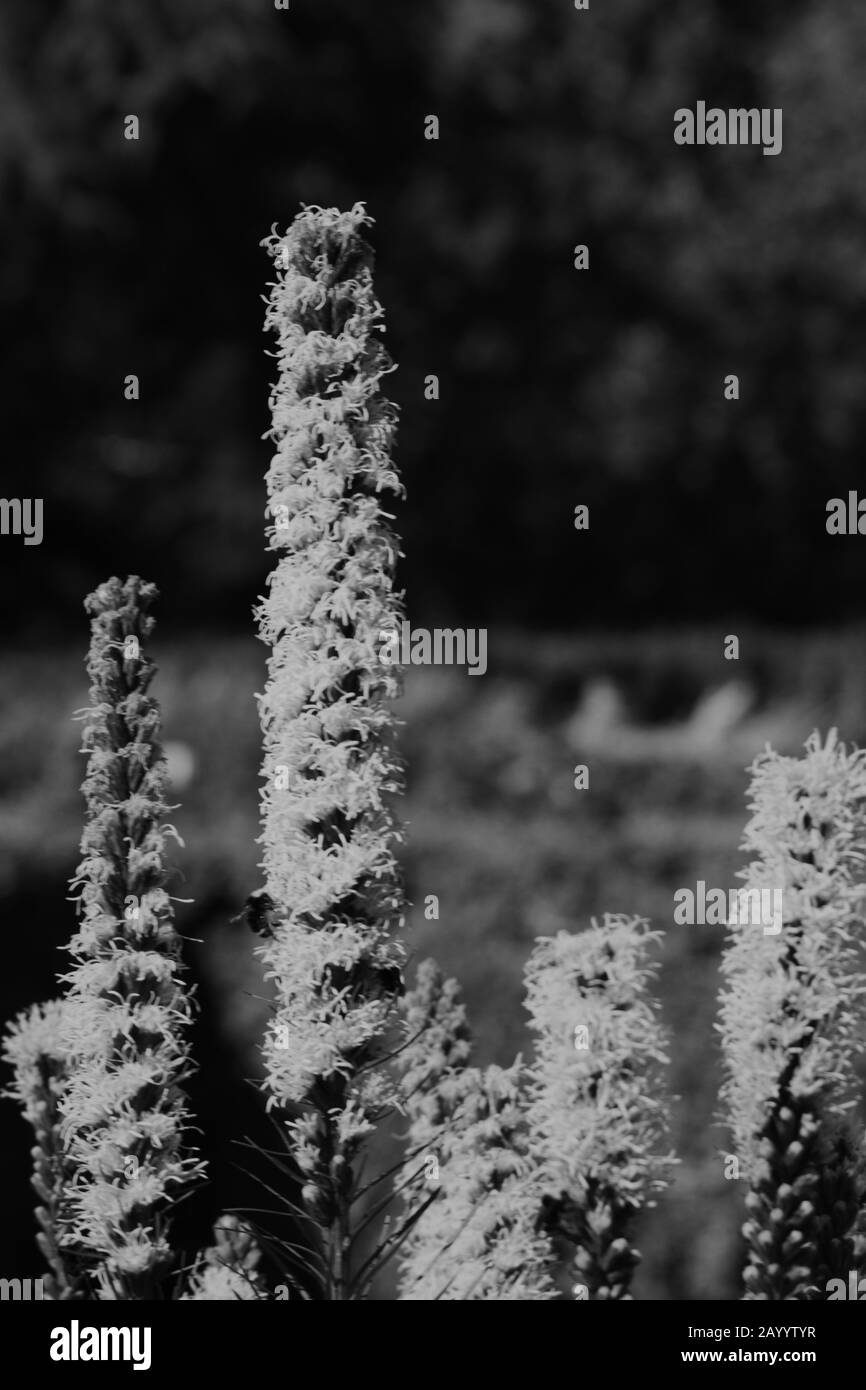 Dramatische Nahaufnahme Schöner Blumen Vor Defokussierten Hintergrund In Schwarzweiß Stockfoto
