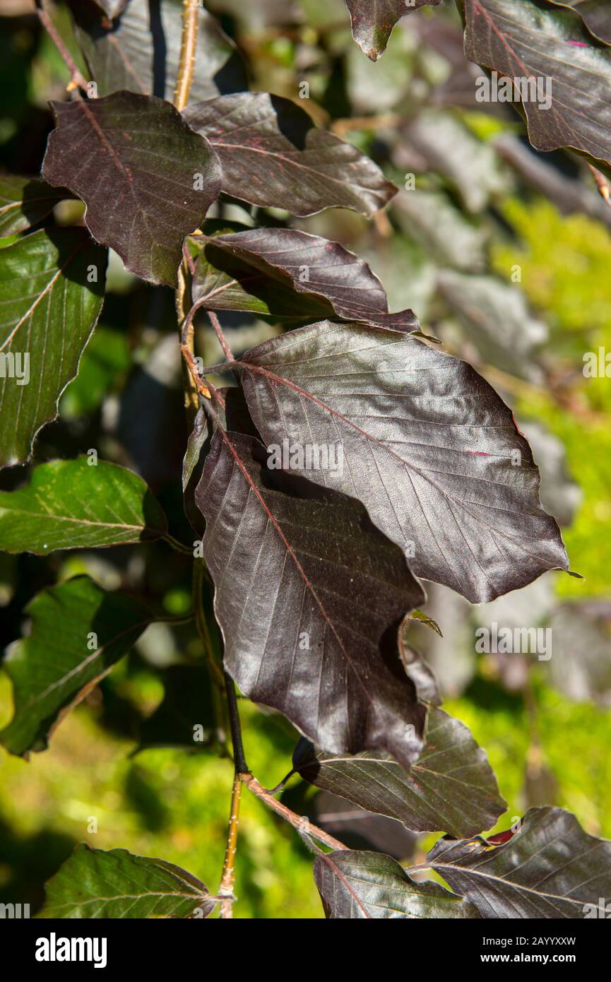 Blätter einer Fagus sylvatica, der Europäischen Buche oder gemeinen Buche oder Kupferbuche, ist ein Laubbaum, der zur Buchchenfamilie Fagaceae gehört Stockfoto