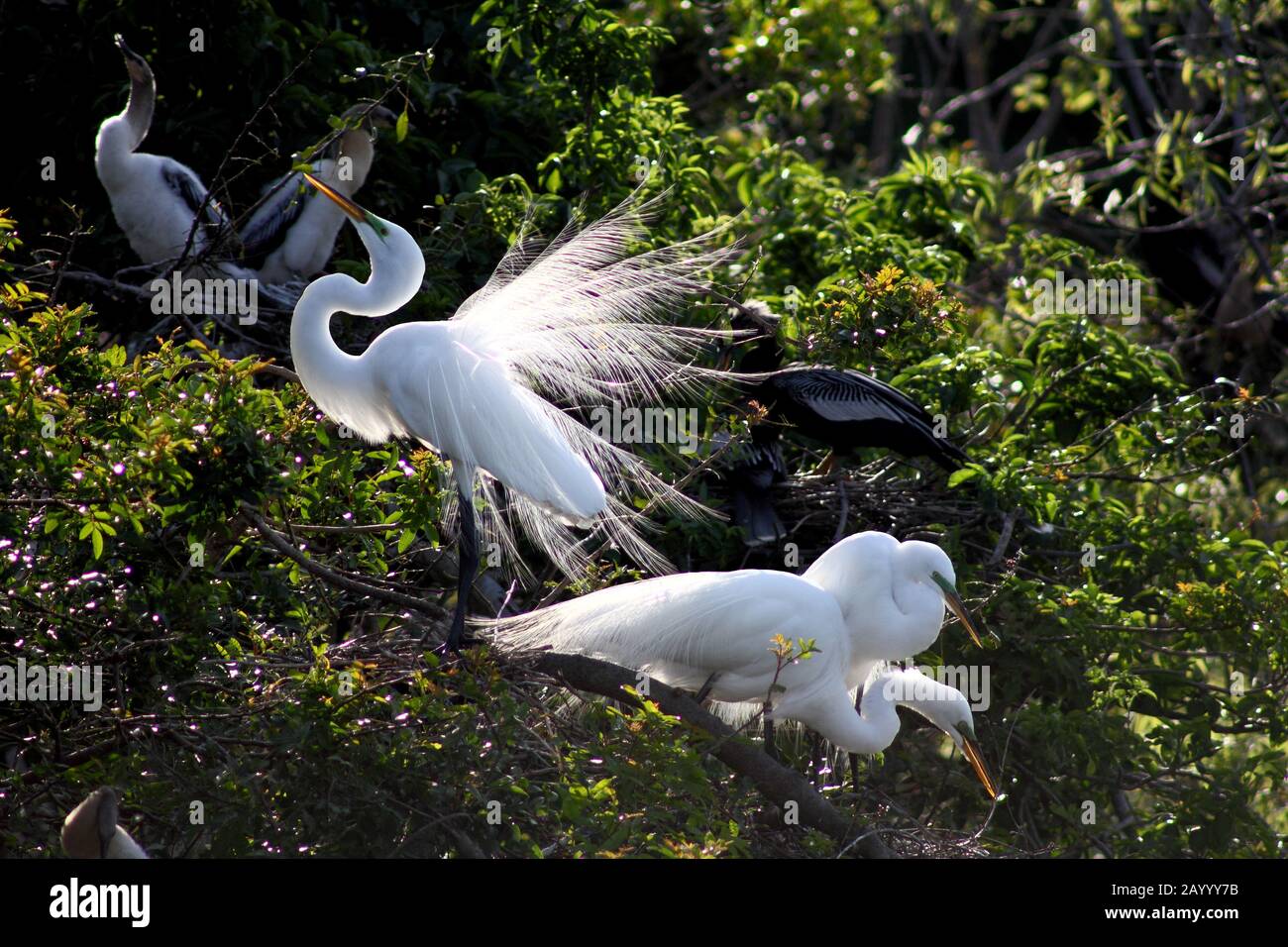 Snowy Egrets im venice Rookery, Venedig, Florida Stockfoto