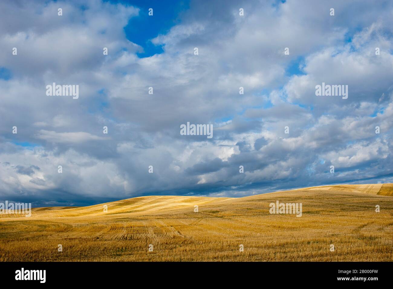 Wolken über einem geernteten Weizenfeld im Herbst in der Nähe von Pullman im Whitman County in der Palouse, Washington State, USA. Stockfoto