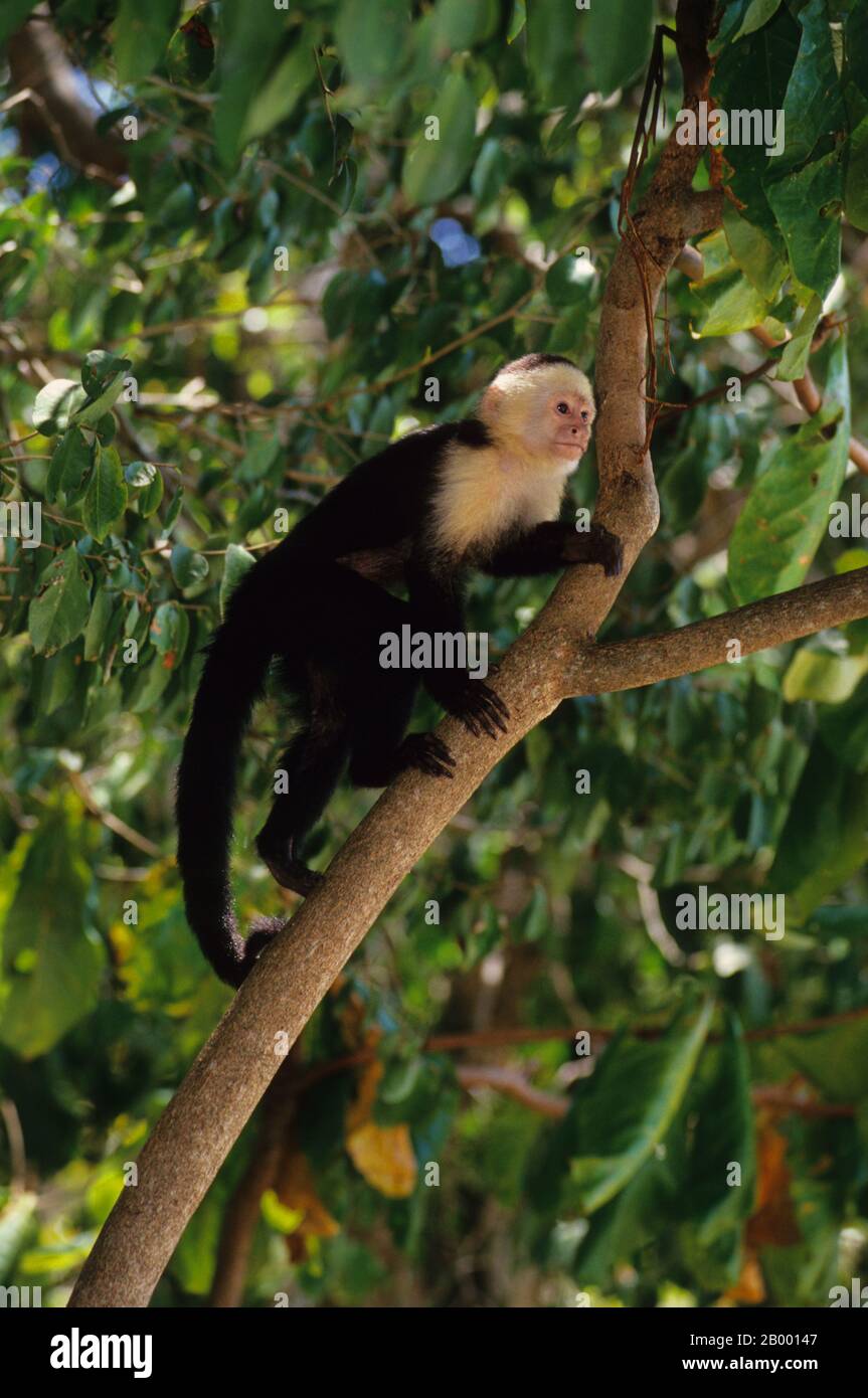 Ein weißer Kapuzineraffe (Cebus capucinus) auf einem Baum im Regenwald des Manuel Antonio Nationalparks an der Pazifikküste Costa Stockfoto