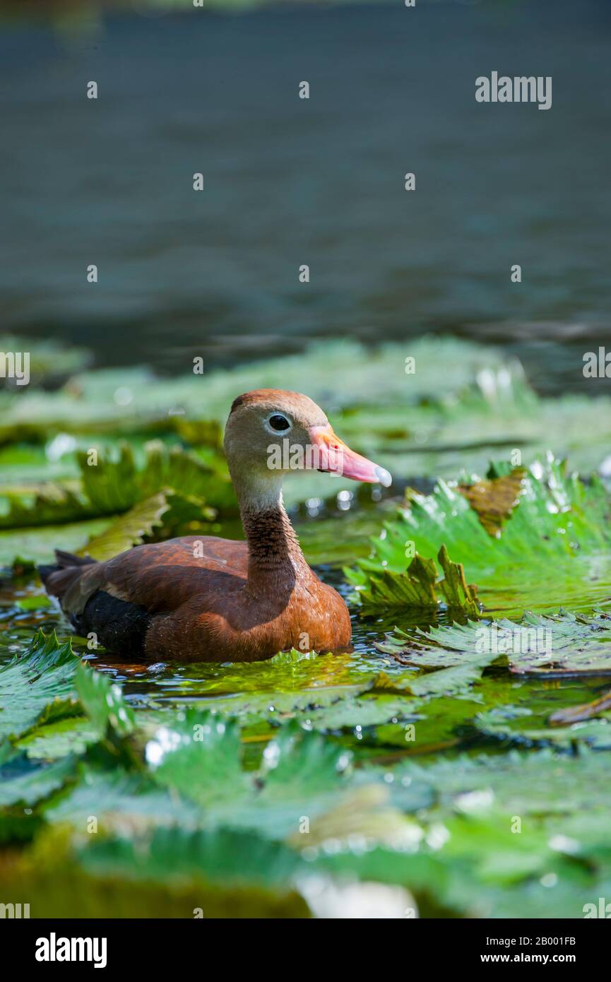 Eine schwarz belehnte Pfeifente (Dendrocygna autumnalis) an einem Teich in San Jose, der Hauptstadt Costa Ricas. Stockfoto