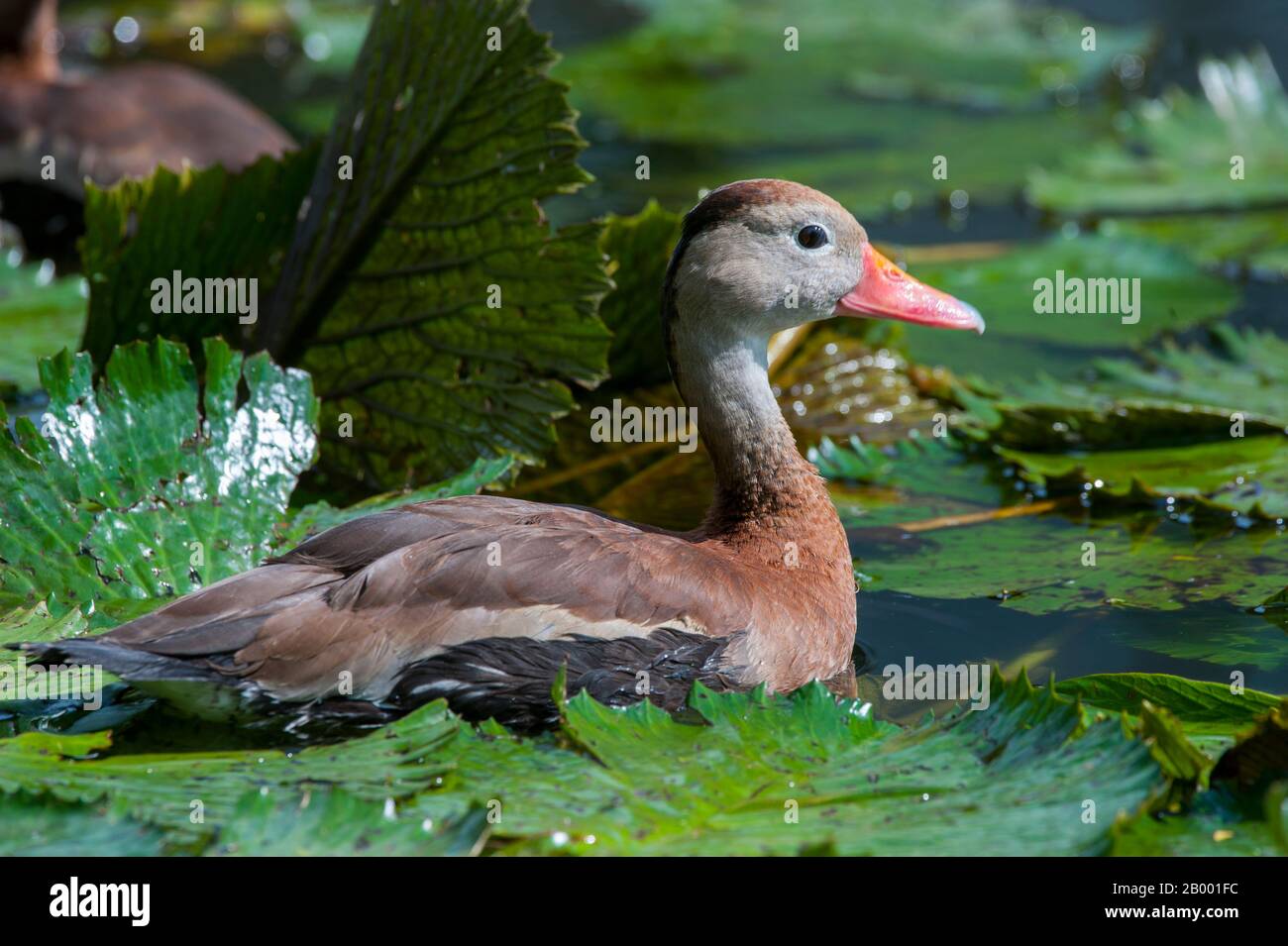 Eine schwarz belehnte Pfeifente (Dendrocygna autumnalis) an einem Teich in San Jose, der Hauptstadt Costa Ricas. Stockfoto