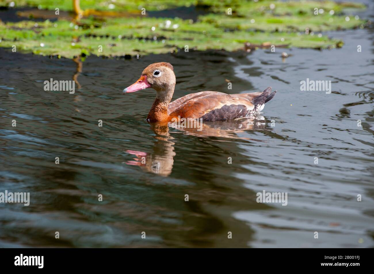 Eine schwarz belehnte Pfeifente (Dendrocygna autumnalis) an einem Teich in San Jose, der Hauptstadt Costa Ricas. Stockfoto