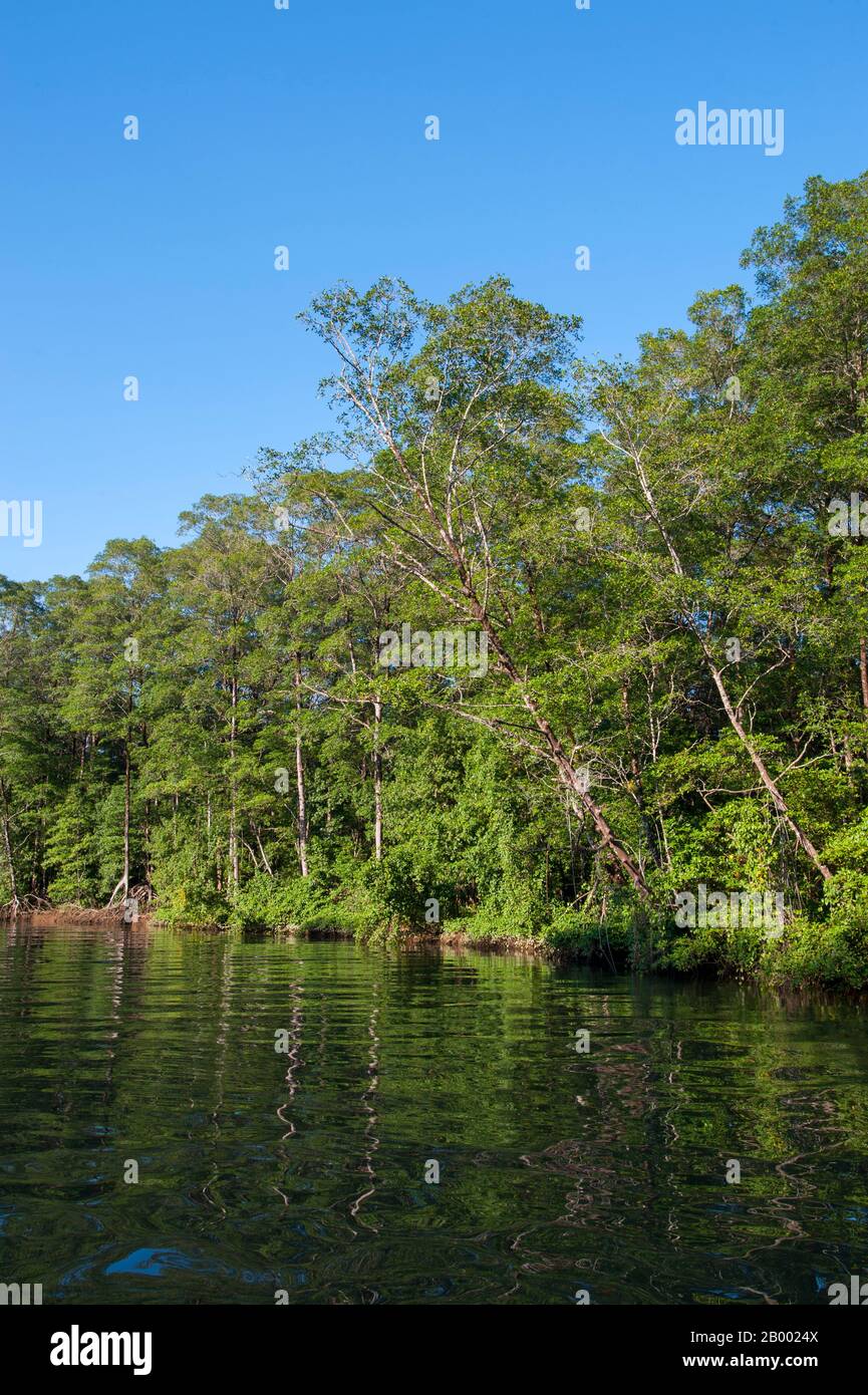 Río Tárcoles, Mangroves Stockfoto