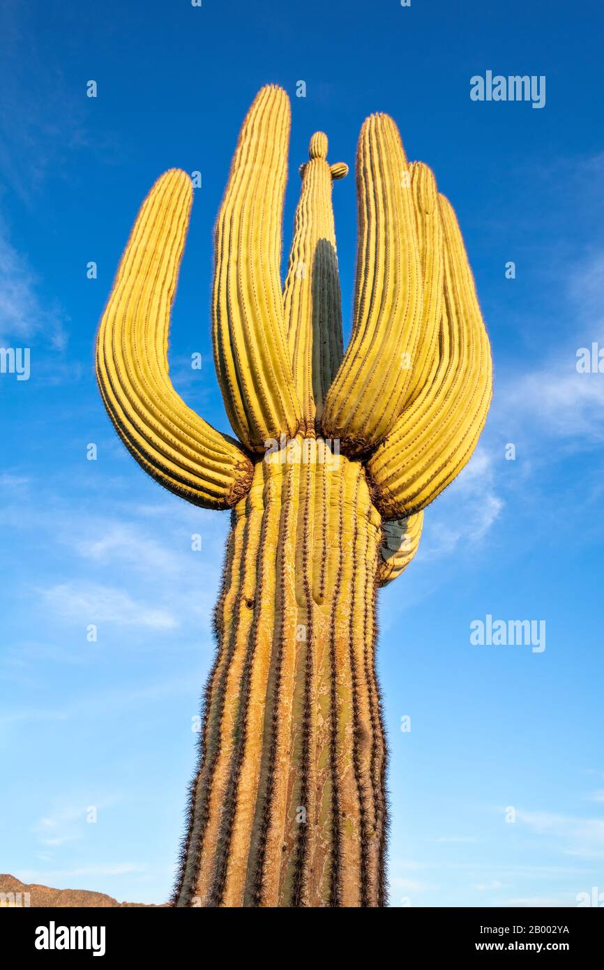Ein Saguaro Kaktus (Carnegiea gigantea) steht hoch oben vor einem blauen Himmel in der Wüste von Arizona Stockfoto