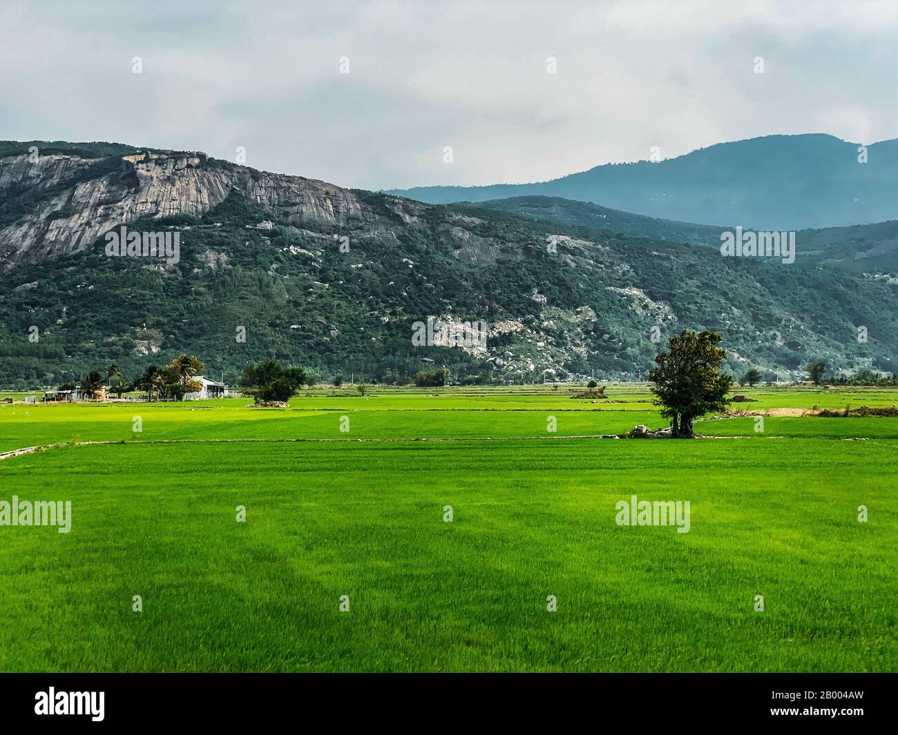 Blick auf ein grünes Reisfeld, junger Reis. Feld mit Wasserversorgung. Regenwald und Berge im Hintergrund. Landwirtschaftliche Nutzfläche Asiens. Sonniges Wetter. Stockfoto