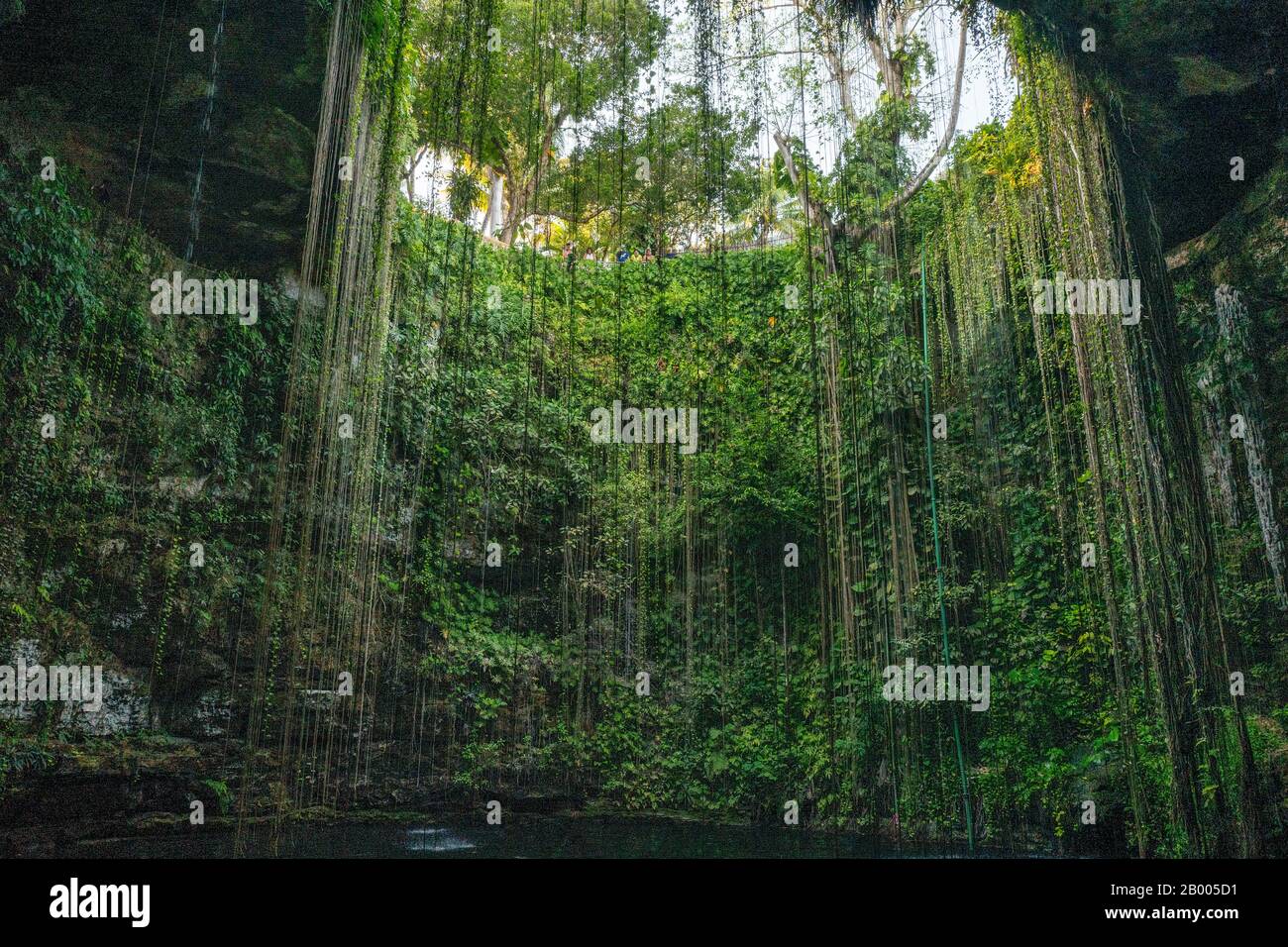 IK Kil Cenote Schwimmen Sinkhole in Yucatan Halbinsel, Mexiko Stockfoto