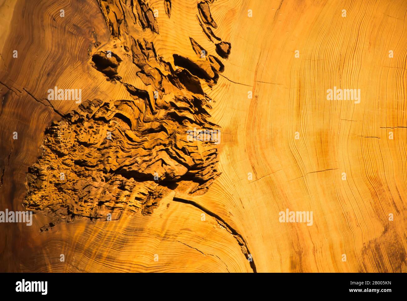 Jahrringe - ein Maß der Zeit Stockfoto