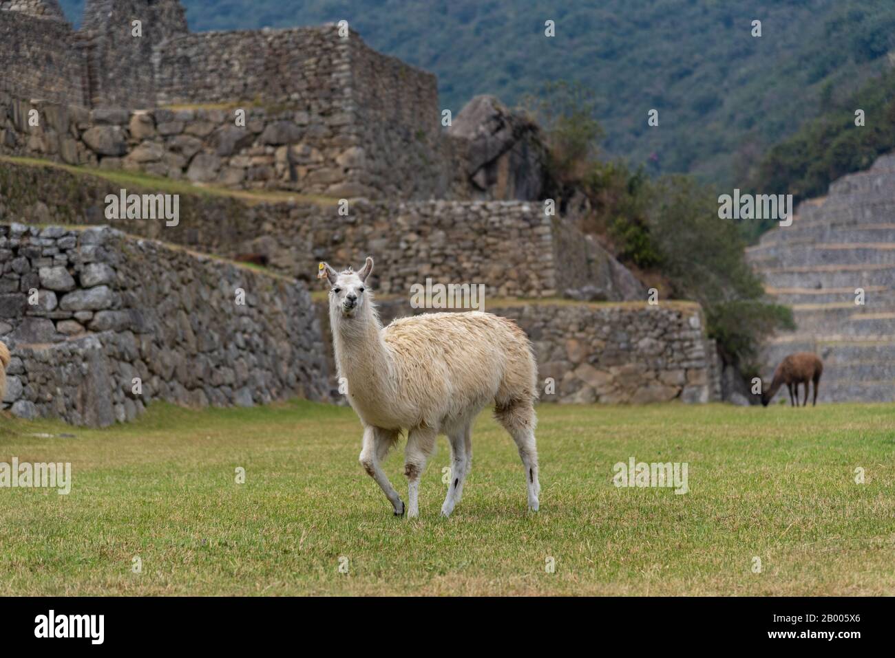 Süße Alpaka im Umkreis von Machu Picchu Peru Südamerika Stockfoto