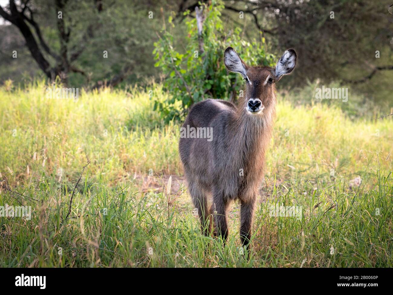 Schöne weibliche Watersbuck-Antilope im Tarangire National Park Stockfoto