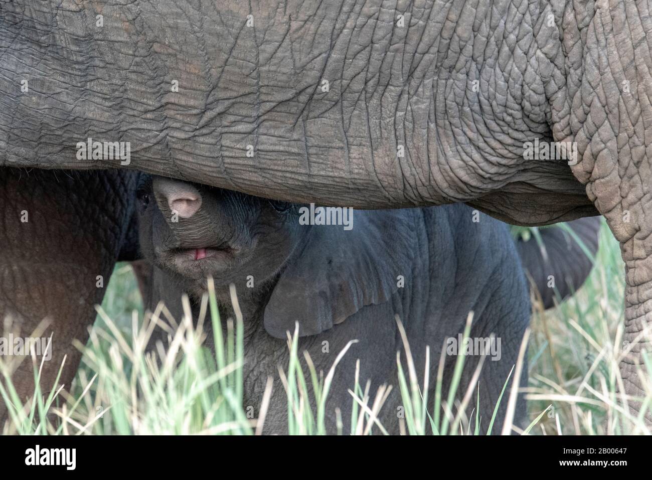 Entzückende Elephantine Wade unter der Mutter. Tarangire National Park Stockfoto