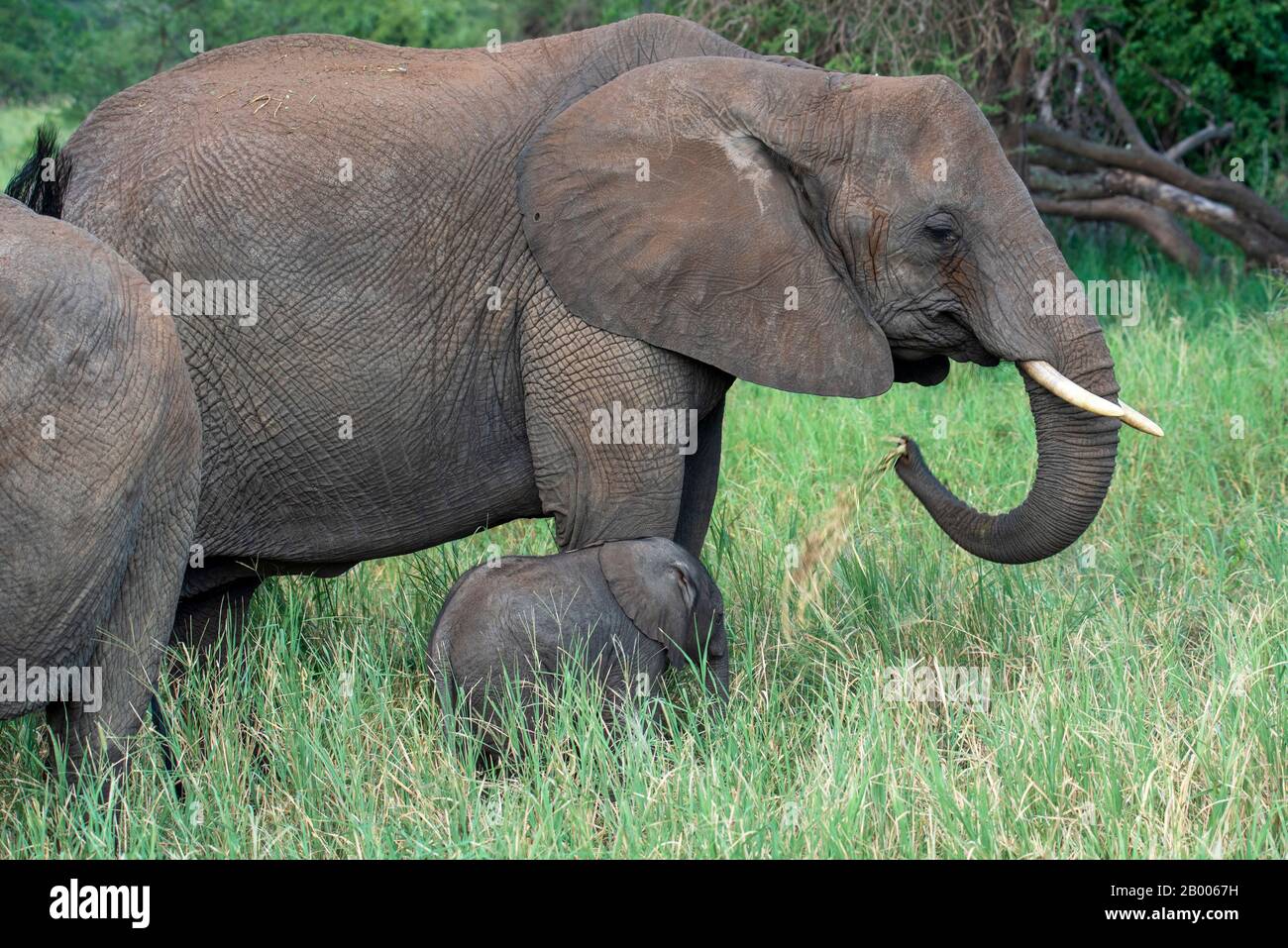 Sehr junger Elefant mit Mutter. Im Tarangire National Park Stockfoto