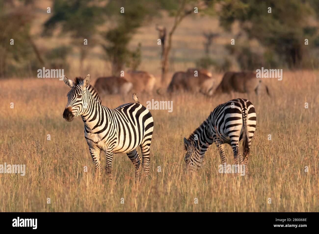 Zebra mit Vogel auf dem Heck. Zur goldenen Stunde im Serengeti-Nationalpark eingenommen Stockfoto