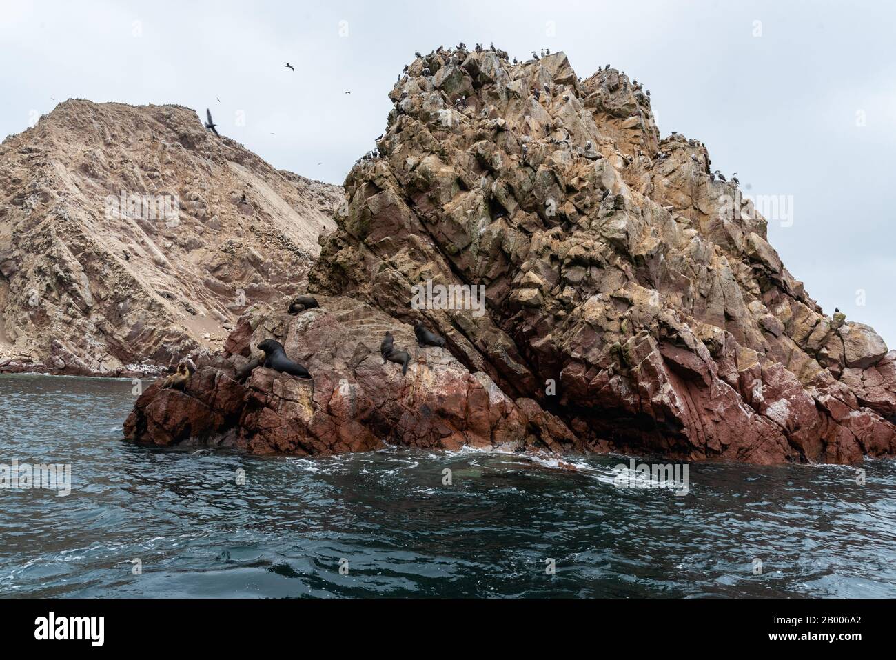 Seelöwen bei schönem Wetter auf den Ballestas-Inseln Peru Südamerika Stockfoto