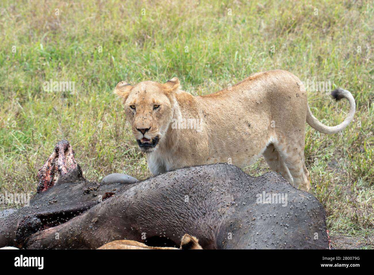 Löwen der Serengeti Stockfoto