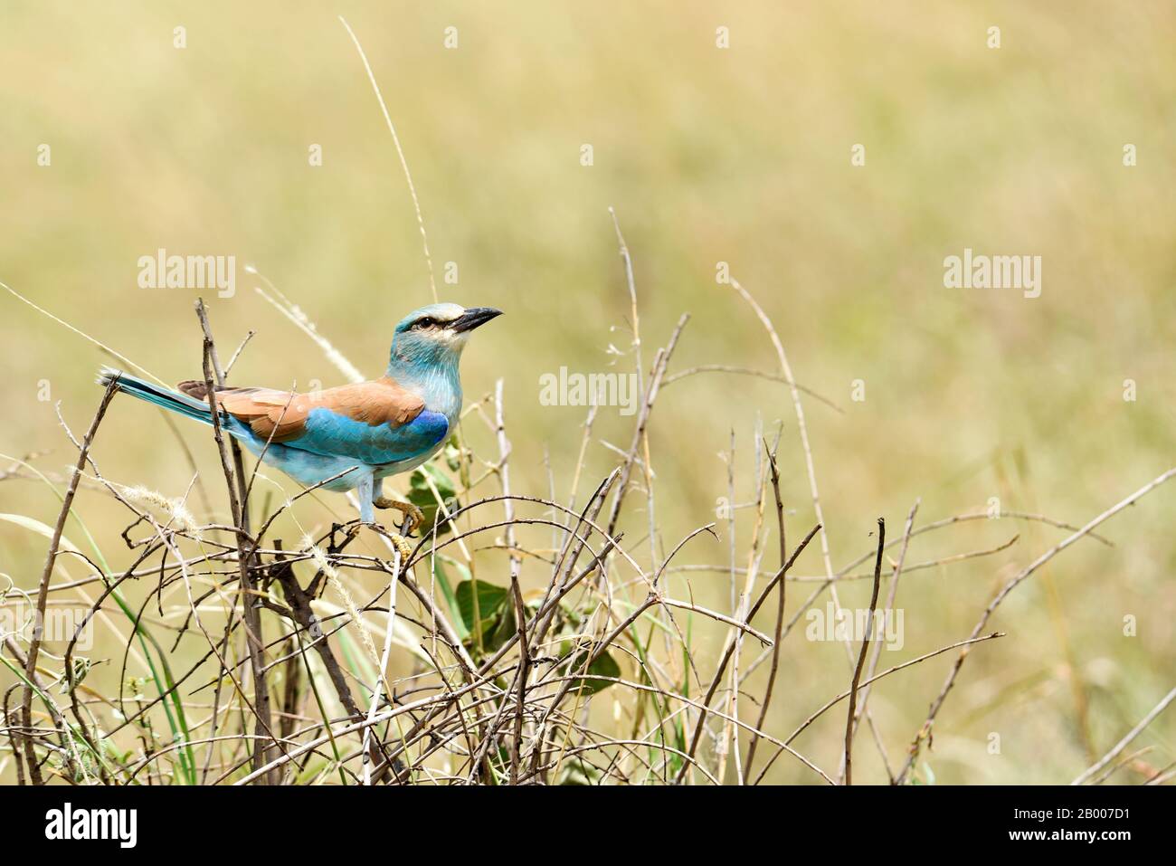 Schöner europäischer Rollvogel in Tansania Stockfoto