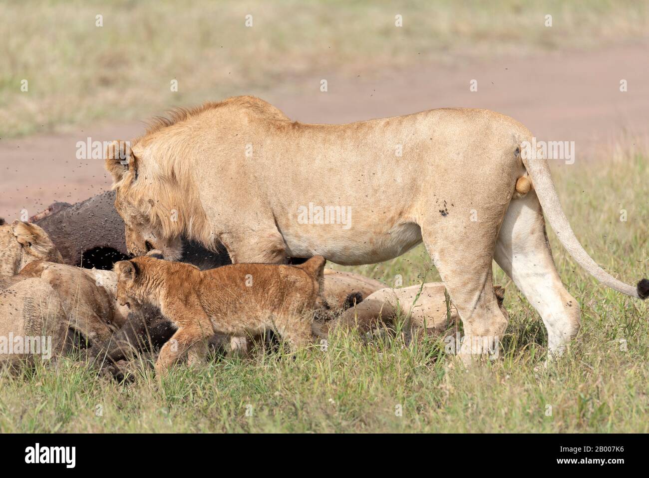 Junger männlicher Löwe, der sich mit den Cub s und Lionesses in die Mahlzeit einkesselt. Serengeti NP Stockfoto