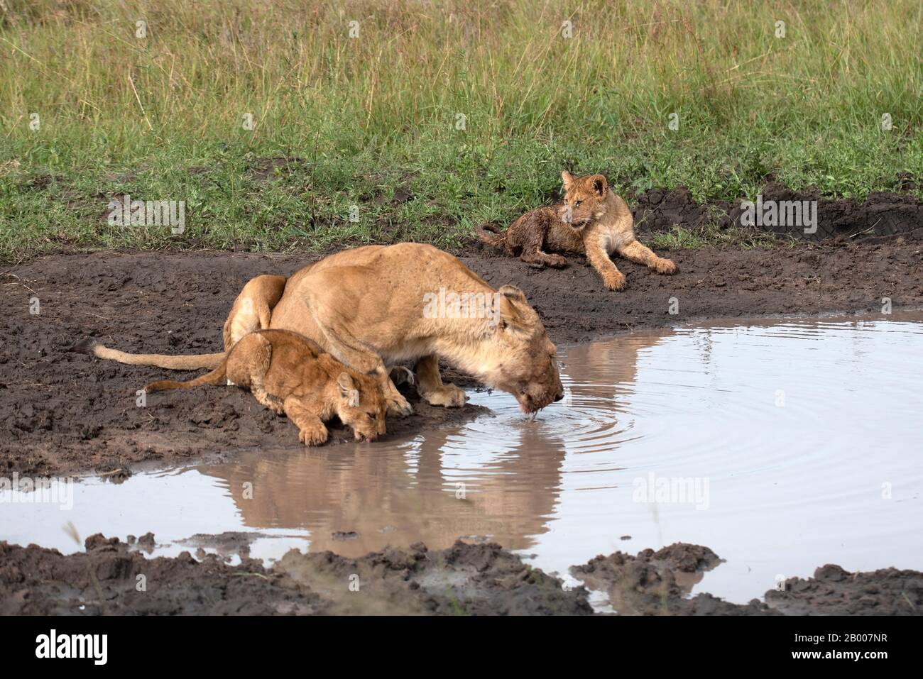 Löwin mit ihren schmutzigen Jungen, die für ein Getränk hereinkommen Stockfoto