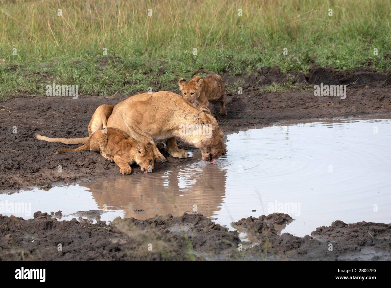 Löwin mit ihren beiden Jungen am Wasserrand Stockfoto